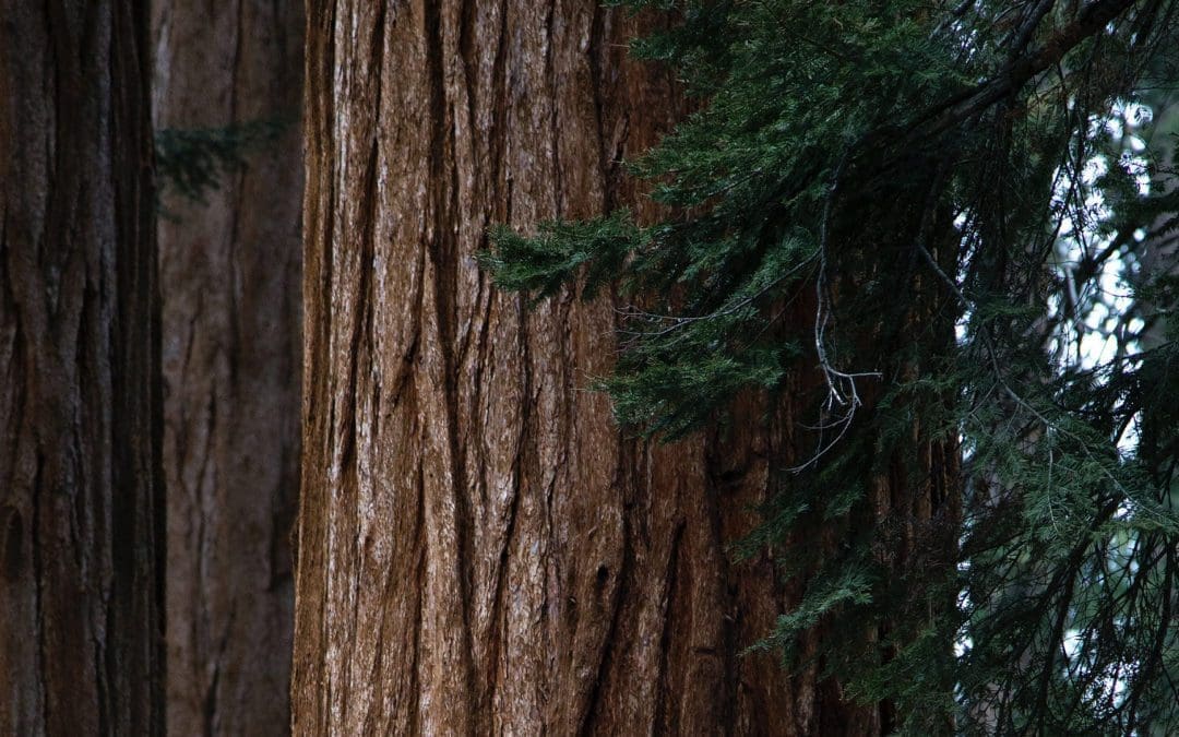 Poem: Planting a Sequoia