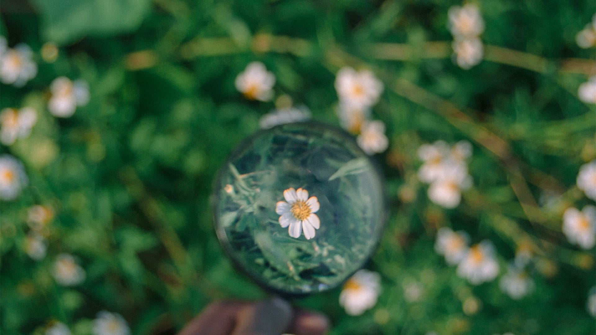 A small white daisy flower is seen through a magnifying glass, making it appear larger and more detailed. The background shows more daisies and green grass, softly blurred.