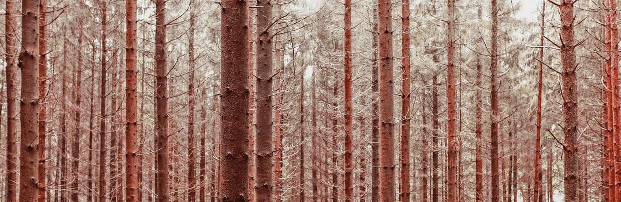 By God’s Cheap Economy Made Rich: Reflections on Walden Pond