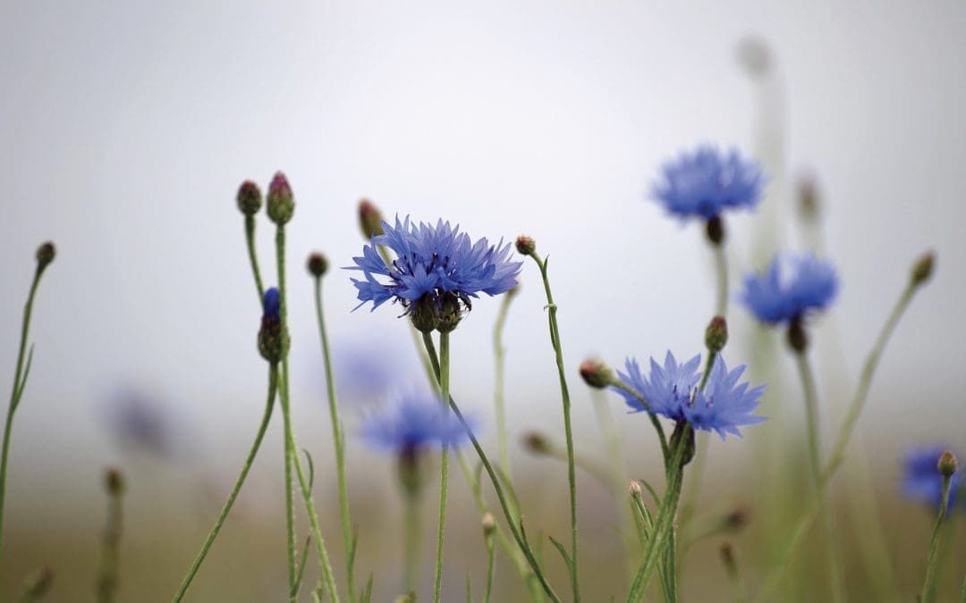 The Freedom of Friendship