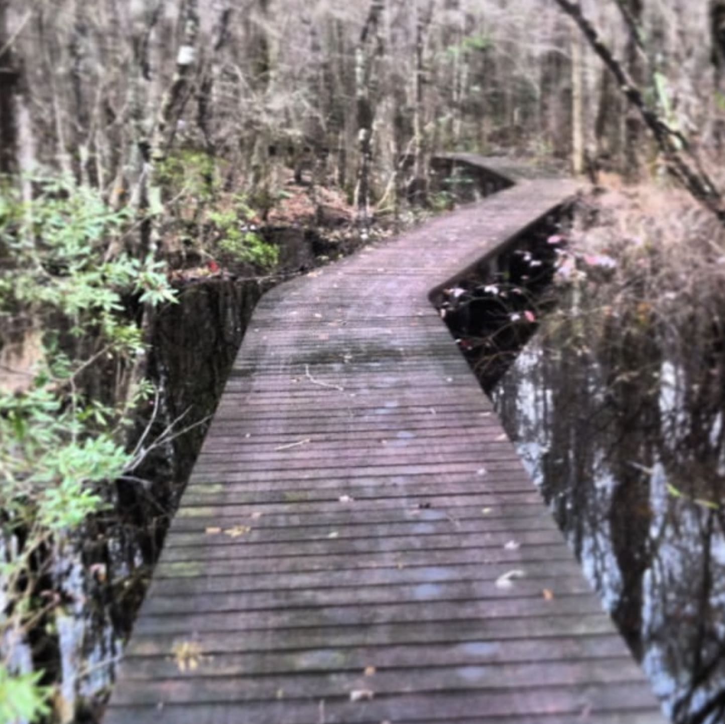 Swamp Boardwalk, Wantan, Photo by Author