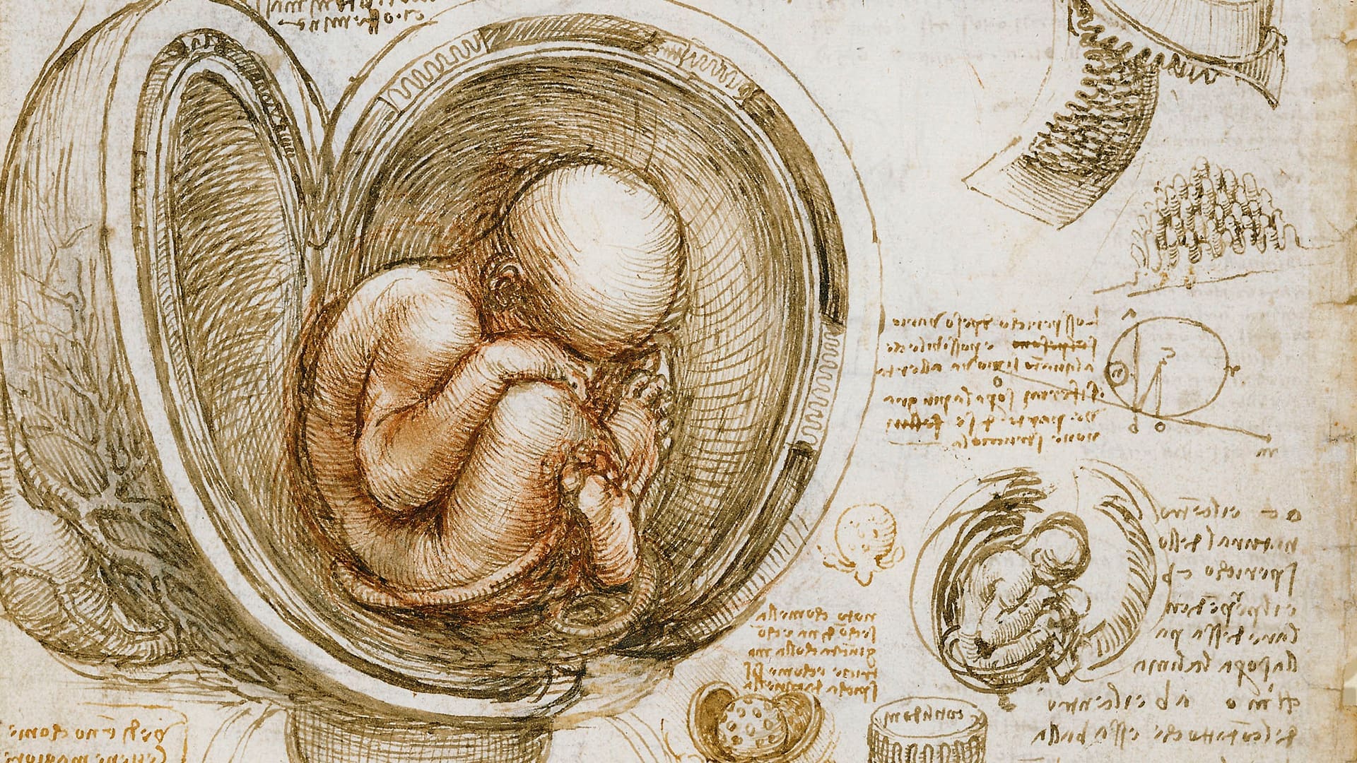 Studies of the Foetus in the Womb