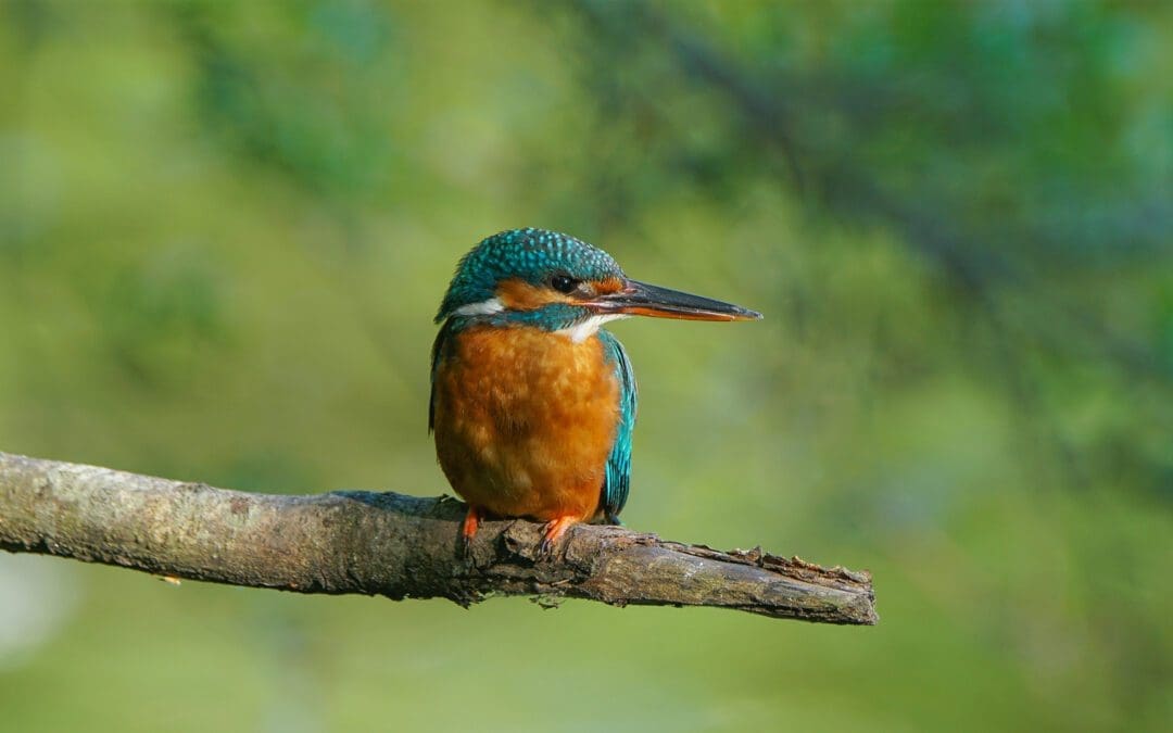Consider the Kingfisher