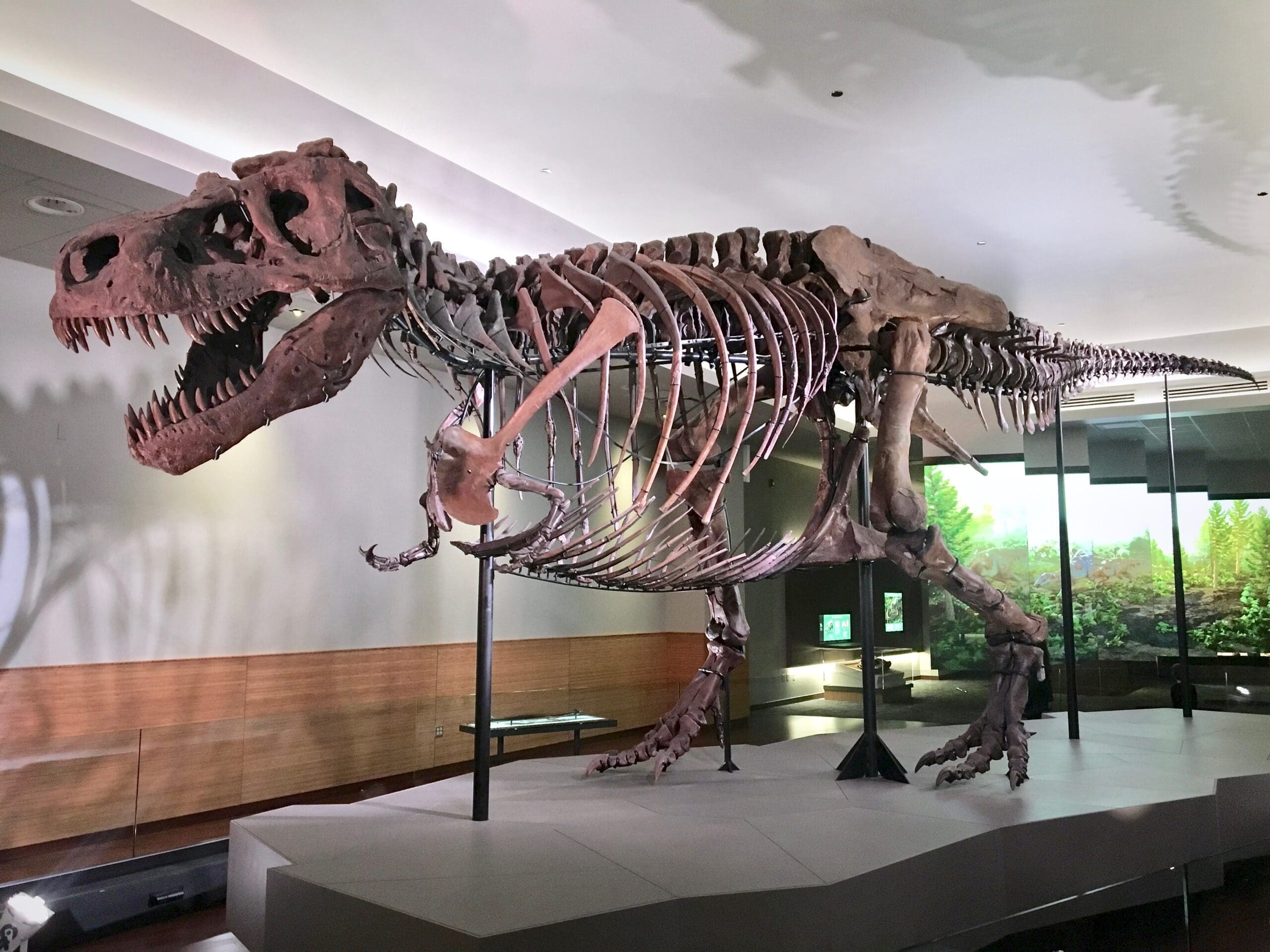 FMNH_Tyrannosaurus_rex_Sue