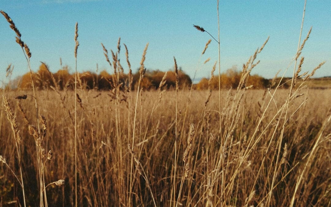 The Sacrifice of Grass