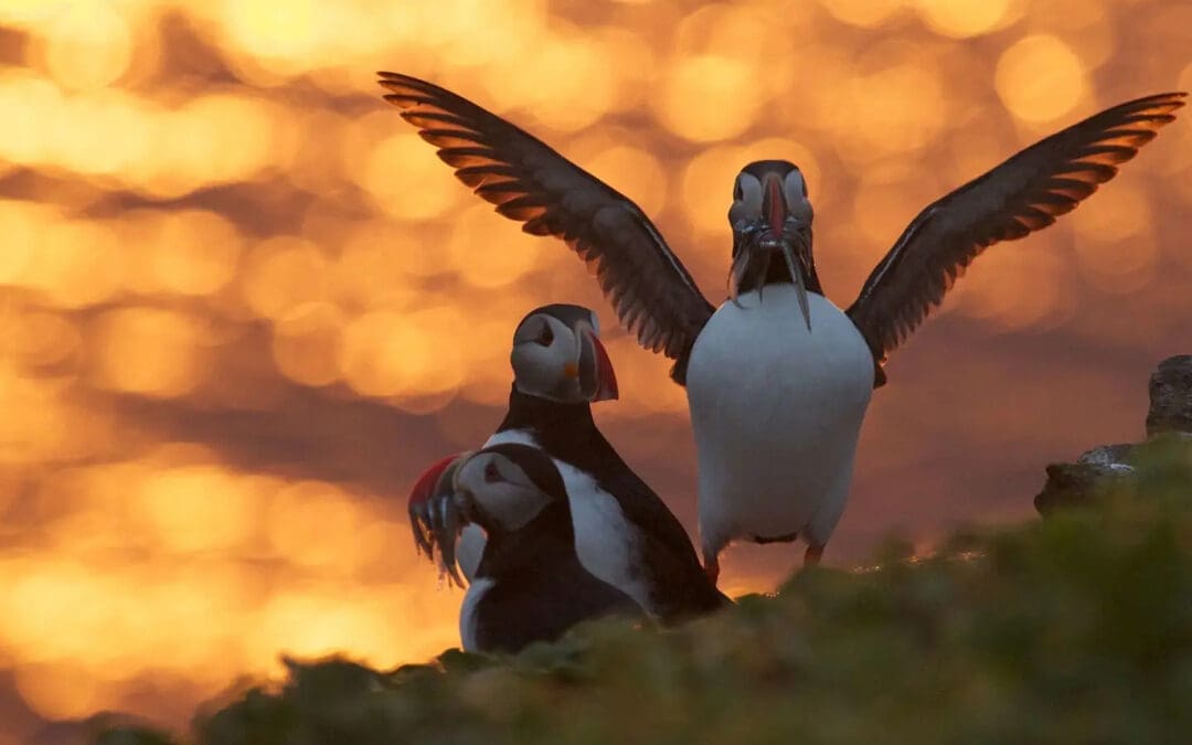 The Puffins and Evelyn Underhill