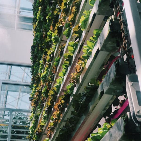 Vertical racks of leafy green plants growing indoors in a greenhouse, with sunlight streaming through glass windows. The plants are arranged in horizontal rows, using a vertical farming system.