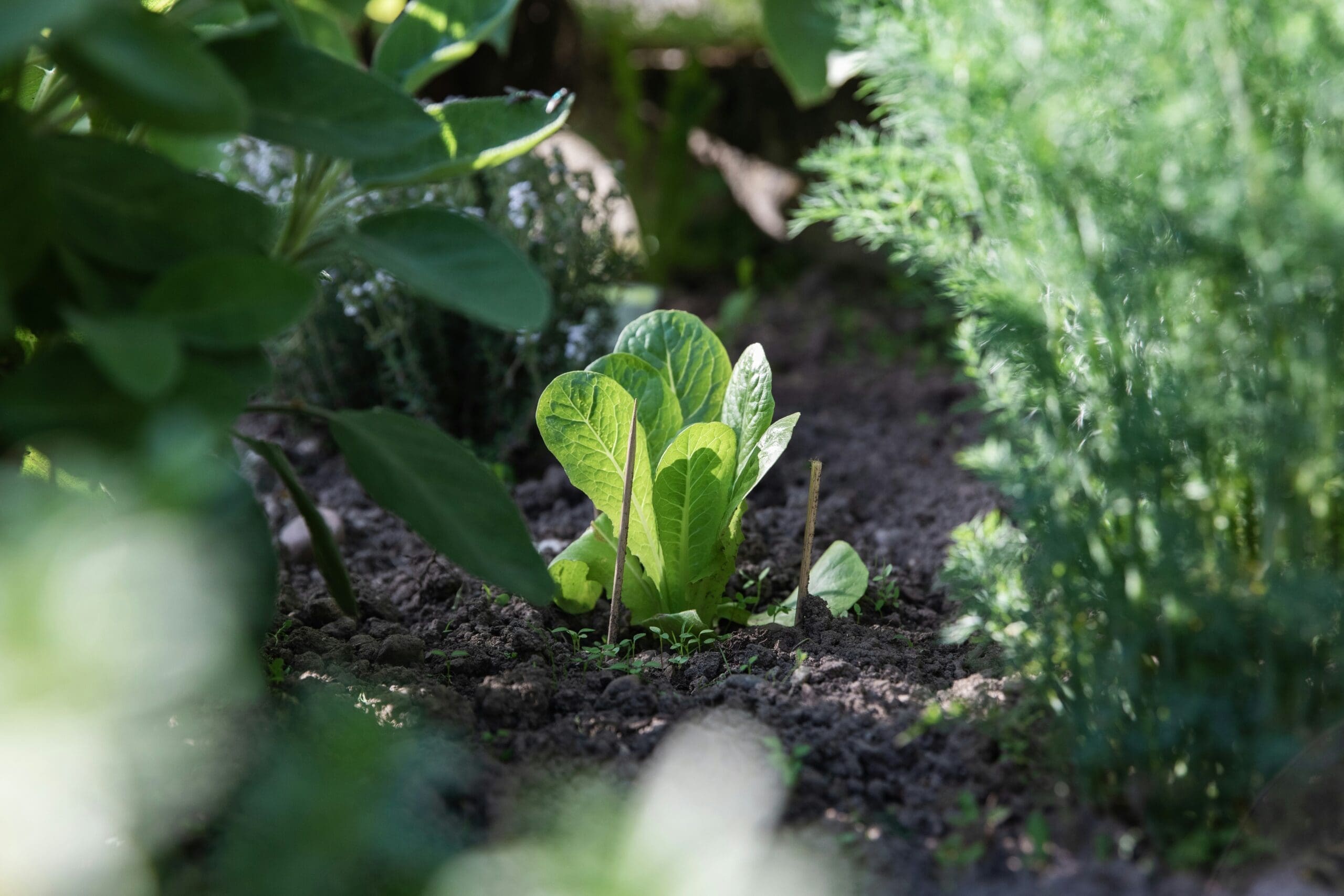 A young lettuce plant grows in a garden bed surrounded by green leafy plants, with sunlight filtering through the foliage onto the soil.
