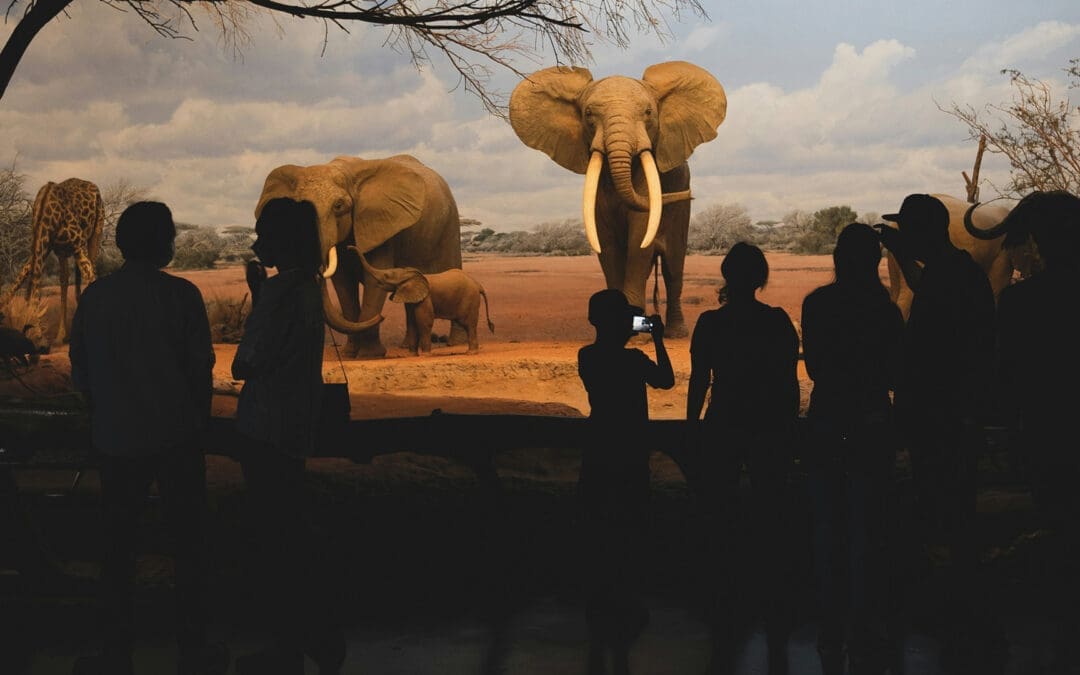 Life and Loss in the Natural History Museum