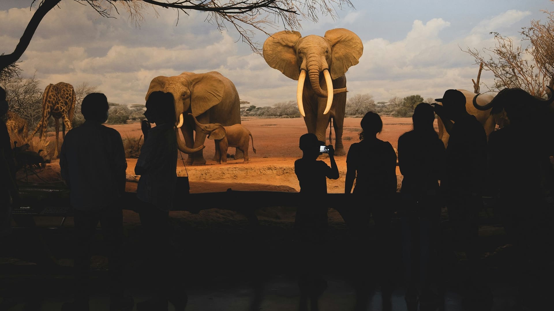 Silhouettes of people observe and take photos of a display featuring lifelike elephants and a giraffe in a natural-looking savanna diorama under a cloudy sky.