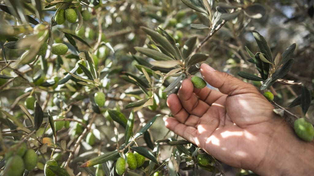 A hand gently holds green olives growing on a leafy olive tree branch, with sunlight filtering through the foliage.