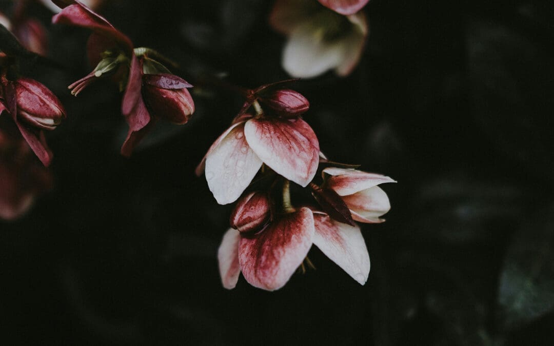 Strange Remedies