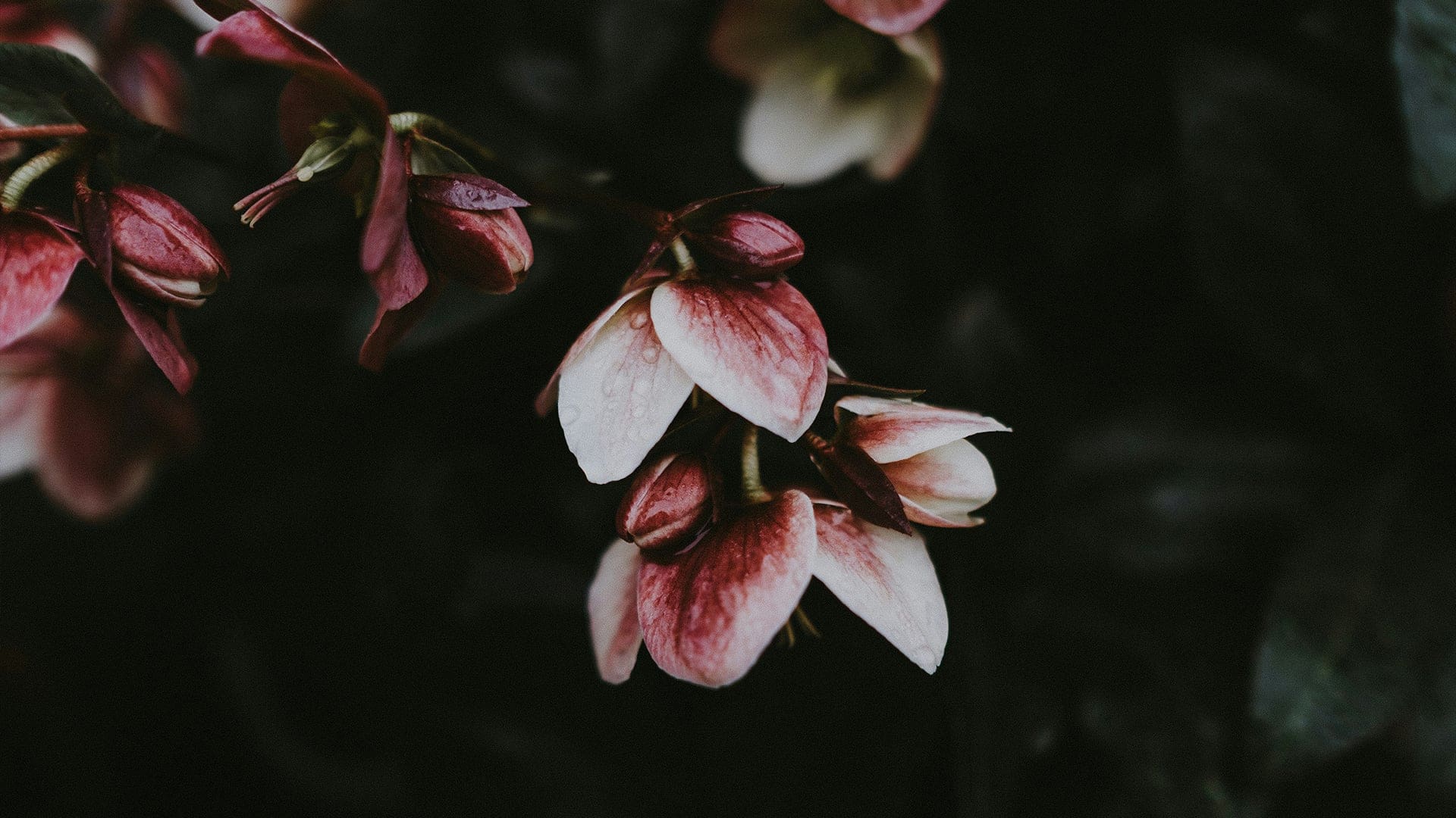 Close-up of pink and white flower buds with water droplets, set against a dark, blurred background of leaves. The petals appear soft and slightly curled at the edges.