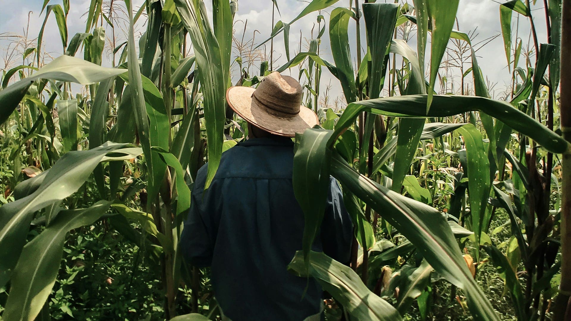 A person wearing a wide-brimmed hat and a blue shirt stands in the middle of a tall, green cornfield, facing away from the camera, surrounded by dense corn plants under a partly cloudy sky.